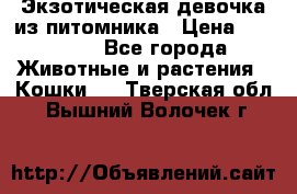 Экзотическая девочка из питомника › Цена ­ 25 000 - Все города Животные и растения » Кошки   . Тверская обл.,Вышний Волочек г.